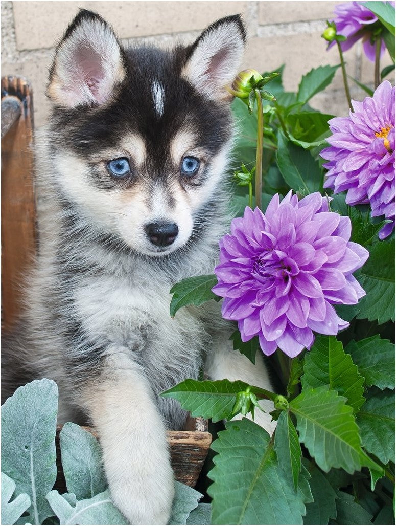 Ravensburger Rompecabezas Adultos: Perro Husky XXL 500 piezas